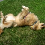 Honey the Golden Retriever rolls in the grass.