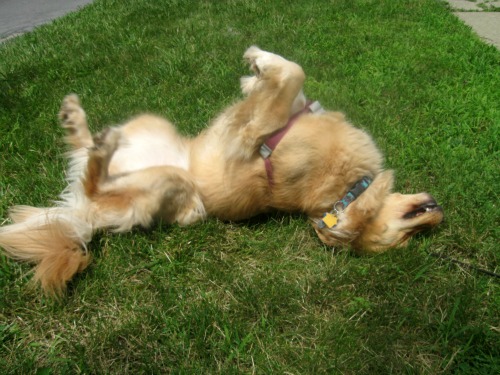 Honey the Golden Retriever rolls in the grass.