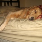 Honey the Golden Retriever tries to sleep in on Sunday.
