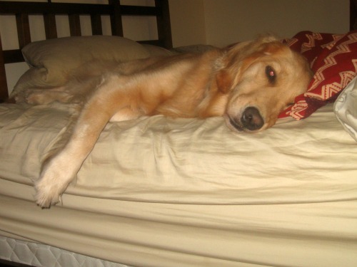 Honey the Golden Retriever tries to sleep in on Sunday.