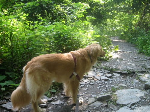 Honey the Golden Retriever takes a nature walk.