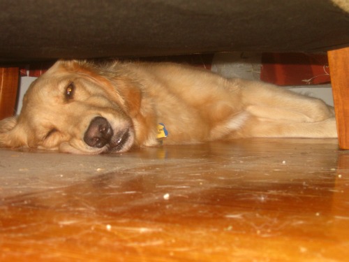 Honey the golden Retriever stays under the couch where it's cool.