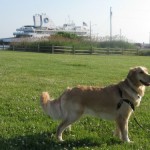 Honey the Golden Retriever waits for the Cape May Ferry to take her on an adventure.