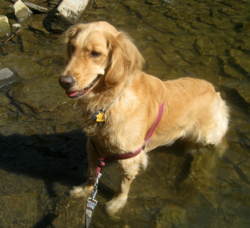 Honey the Golden Retriever bathes in Fall Creek.