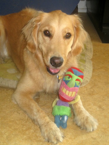 Honey the Golden Retriever likes her Tiki chewy toy.