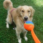 Honey the Golden Retriever worships her ball.
