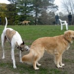 A needle nose Greyhound greets Honey the Golden Retriever at the dog park.