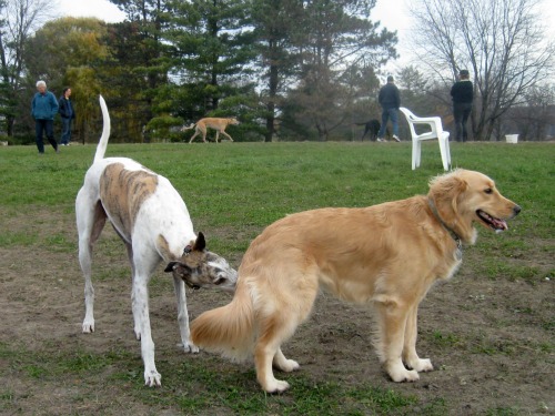 A needle nose Greyhound greets Honey the Golden Retriever at the dog park.