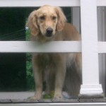 Honey the Golden Retriever is said I'm leaving her with a pet sitter when I go to Panama.