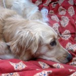 Honey the Golden Retriever will sleep on the bed when the pet sitter comes.