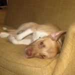 Titus is a pitbull mix foster dog lying on the couch.