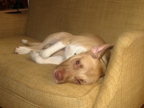 Titus is a pitbull mix foster dog lying on the couch.
