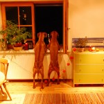 A Rhodesian Ridgeback and Vizsla admire the fireworks.