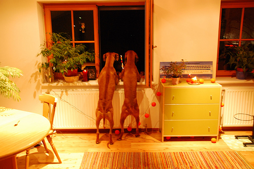 A Rhodesian Ridgeback and Vizsla admire the fireworks.