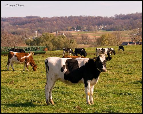 These cows are on a Lancaster county dairy farm.