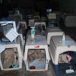 These dogs were seized from a puppy mill and are on their way to a better life.