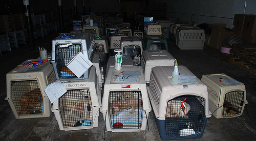 These dogs were seized from a puppy mill and are on their way to a better life.