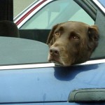 A brown lab looks sad at being left in the car.