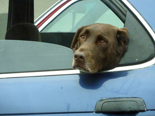 A brown lab looks sad at being left in the car.