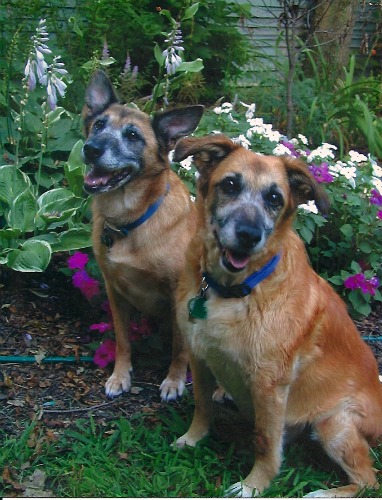 My dogs, Agatha and Christie, post in the garden.
