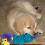 Honey the Golden Retriever is a puppy, not a child.