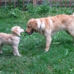 Honey the Golden Retriever puppy meets Riley.