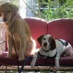 Honey the Golden Retriever tells foster dog Cherie how to find her forever home.