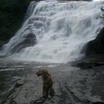 Honey the Golden Retriever sits in the mist of Ithaca Falls.