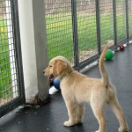Honey the golden retriever puppy wonders if there are sharks outside the cage.