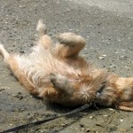 Honey the Golden Retriever shows off her belly on the beach.