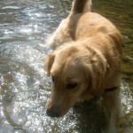 Honey the Golden Retriever tells me she doesn't want to swim in Fall Creek.