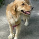 Honey is the Golden Retriever is looking for a moral center.