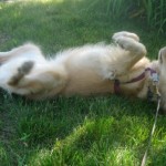 Honey the Golden Retriever does not look like a lady rolling on her back.