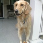 Even google doesn't know everything about dogs.