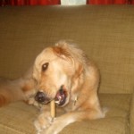 Honey the Golden Retriever loves to chew her nylabone.
