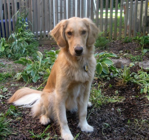 Honey the Golden Retriever sits on a strawberry plant next to an uprooted hosta.