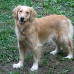 Honey the Golden Retriever needs to be groomed.
