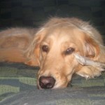 Honey the Golden Retriever loves her Nylabone.