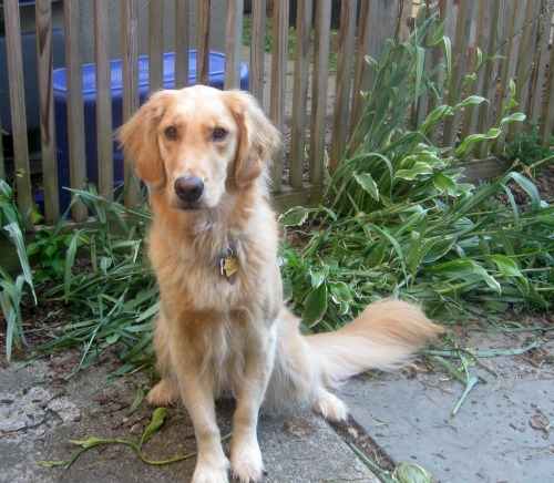 Honey the Golden Retriever sits in front of the squished spiderwort.
