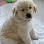 A golden retriever puppy is not a child.