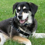 Shadow is a pretty mixed breed dog.
