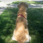 Honey the Golden Retriever asks a passing cat to play.