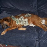 Dog on the couch covered in money.