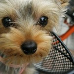The face of a cute Yorkie.