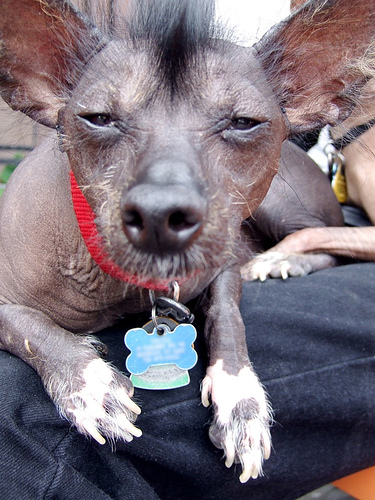 Hairless ugly dog is a Xolo.