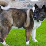 Akitas are ancient dogs from Japan.