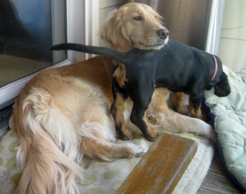 Honey the Golden Retriever uses Sally the foster puppy as a chin rest.