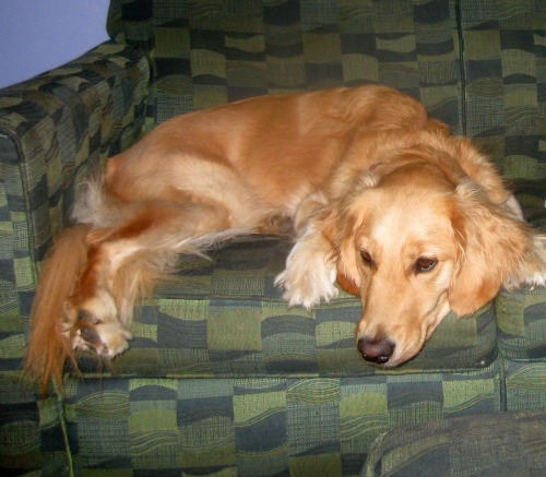 Honey the Golden Retriever waits.