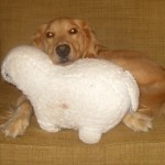 Honey the Golden Retriever rests on her stuffed lamb.