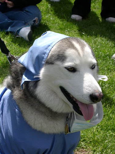 Doctor dog